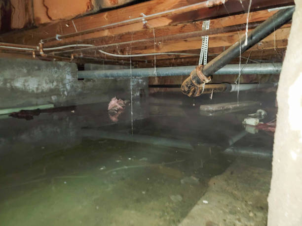 Best Water damage cleanup near me  in Waconia, MN